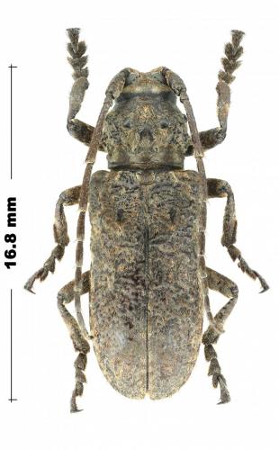 Réf. 293 108 : Hecyra obscurator